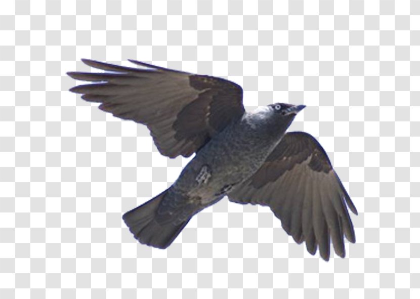 Bird Flight Cuculiformes Western Jackdaw Beak Transparent PNG