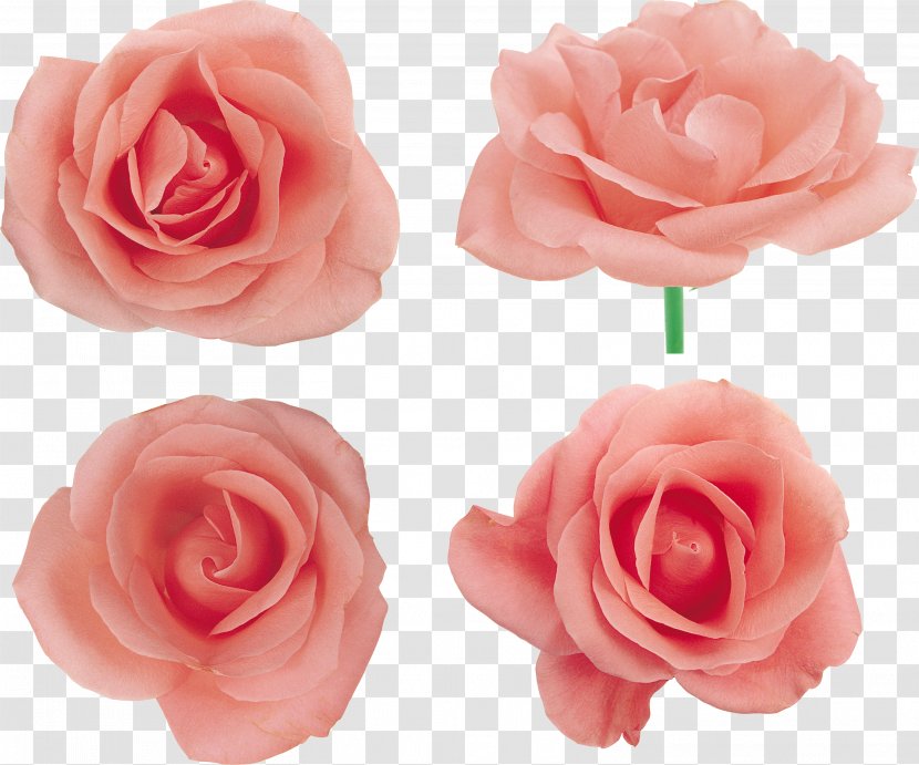 Garden Roses Centifolia Floribunda Pink Flower - Peach Transparent PNG