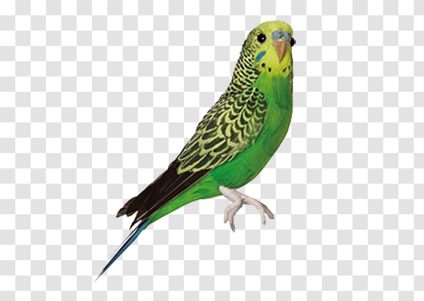 Budgerigar Bird Parrots Jandaya Parakeet Cockatiel - Green Cute Parrot Transparent PNG