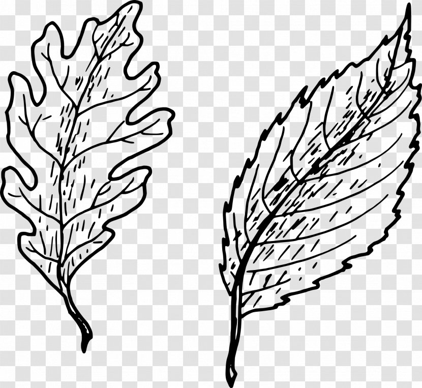 Drawing Leaf Clip Art - Bulb - Oak Transparent PNG