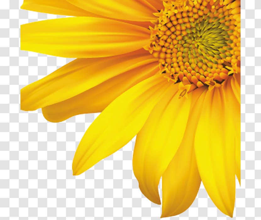 Common Sunflower Royalty-free Clip Art - Daisy Family - Decorative Corners Sunflowers Transparent PNG