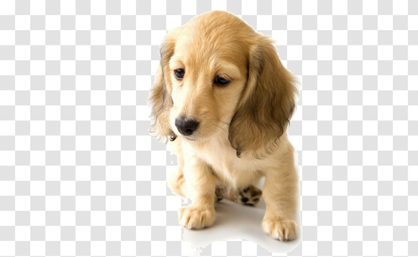 Golden Retriever Dachshund Puppy World Animal Day Pet - Love - Sad Transparent PNG