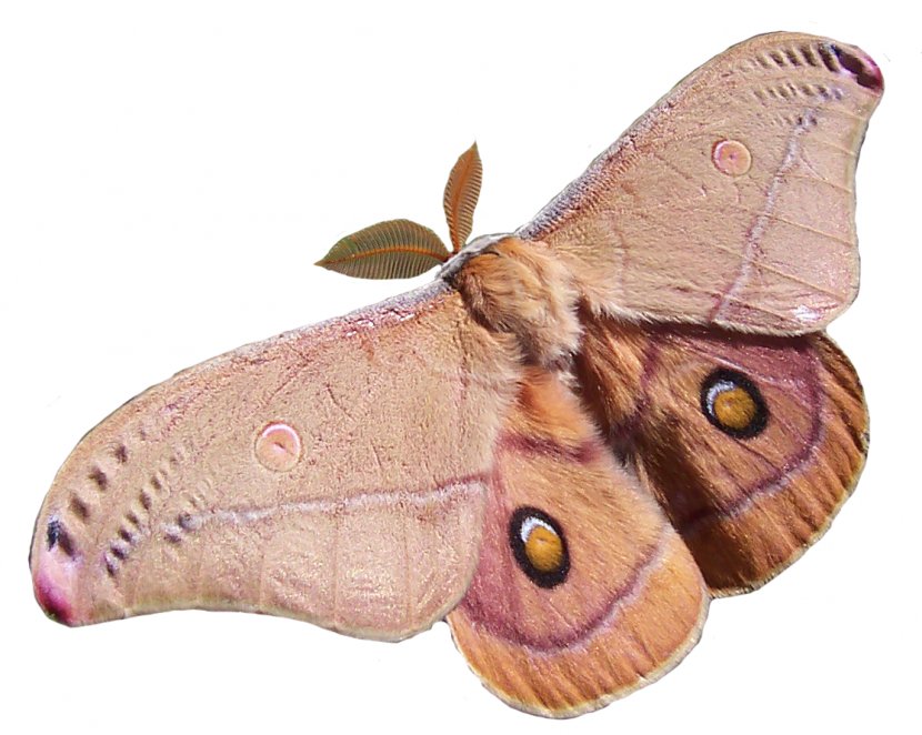 Butterfly Opodiphthera Eucalypti Antheraea Polyphemus Moth Caterpillar - Transparency Transparent PNG