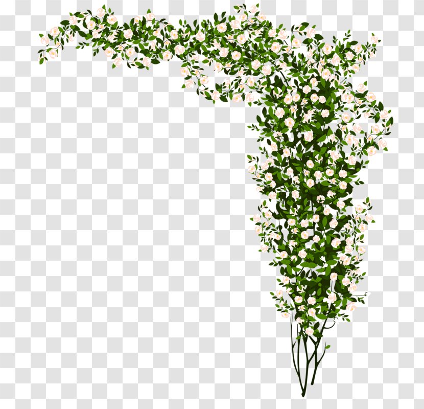 Plant Flash Video Matroska - Grass - Flowers Plants Transparent PNG