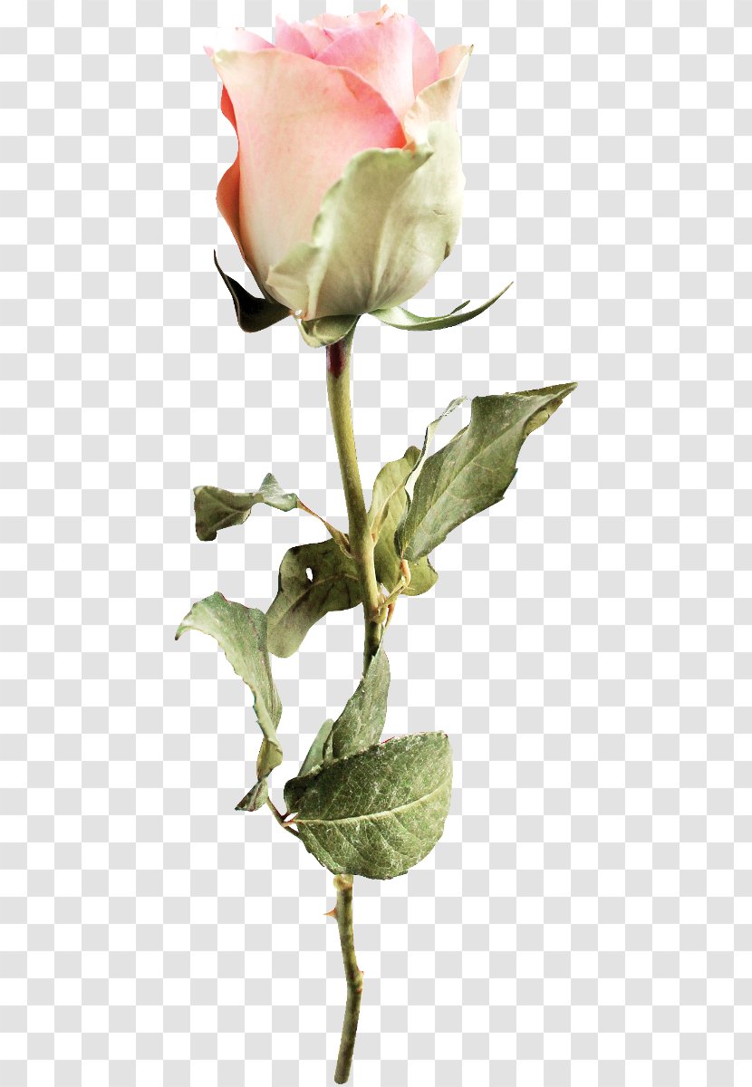 Garden Roses Flower Petal Bud Clip Art - Rose Order Transparent PNG