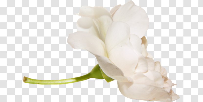 Digital Image Baltosios Rožės Download - Plant Transparent PNG