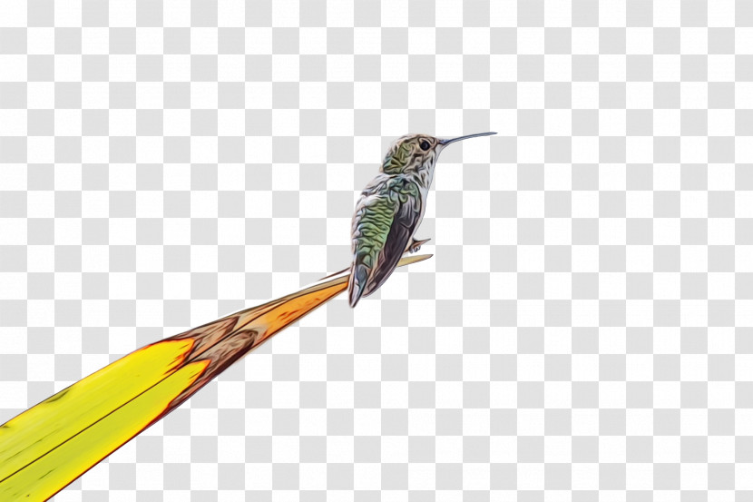 Hummingbird Transparent PNG