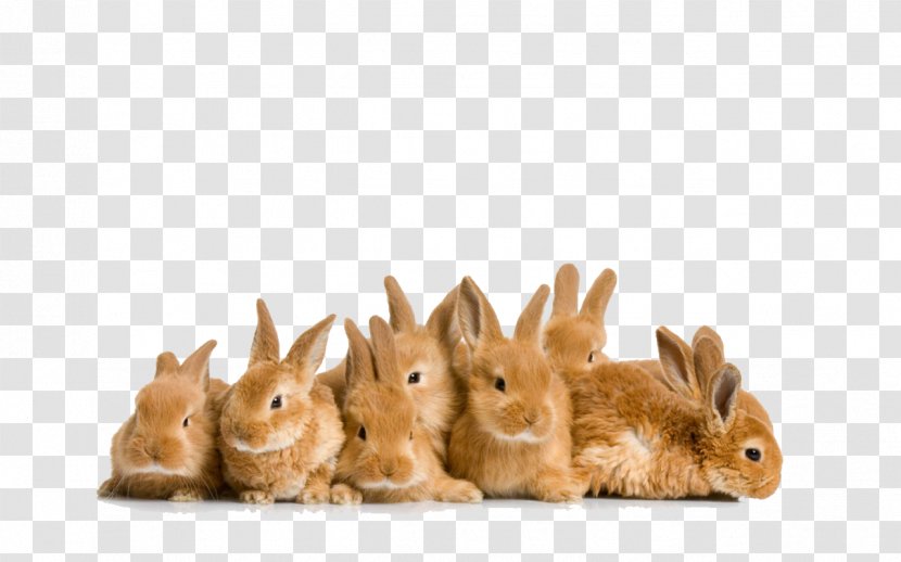 Mini Lop Holland Leporids Easter Bunny Rabbit - File Transparent PNG