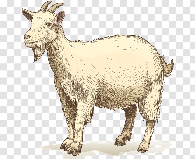 Goat Drawing Clip Art - Livestock Transparent PNG