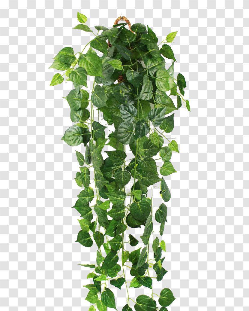 Parthenocissus Tricuspidata Ivy Green Vine Wall - Leaf - Tiger Transparent PNG