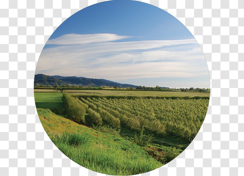 Horticulture Innovation Crop Grassland - Tree - Yellow Brick Road Transparent PNG