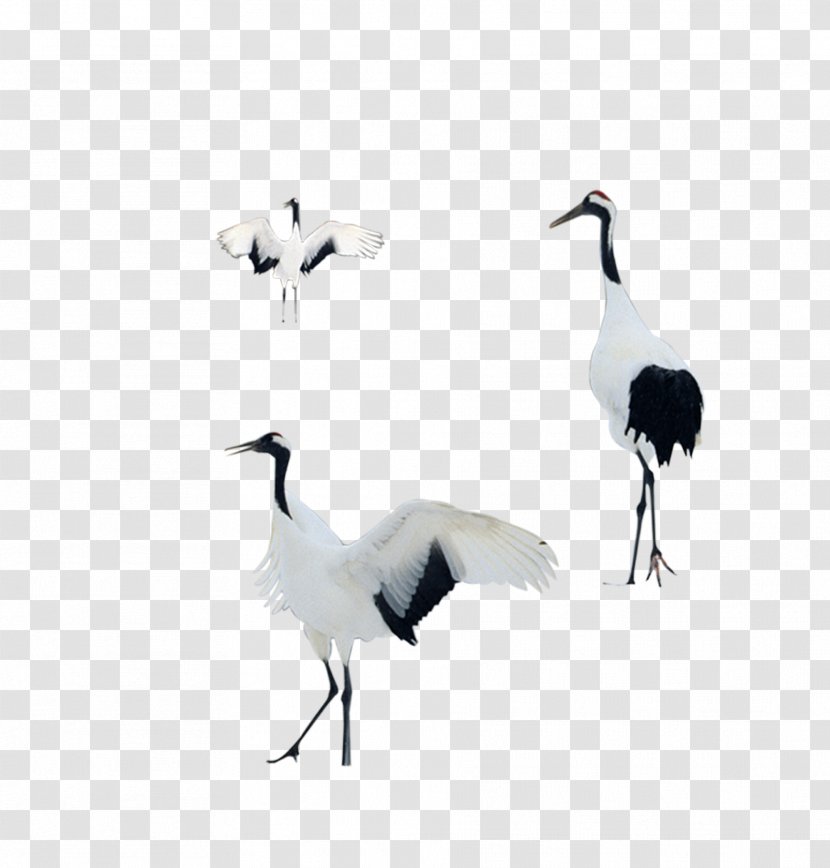 Bird Crane Goose - Water - White Transparent PNG