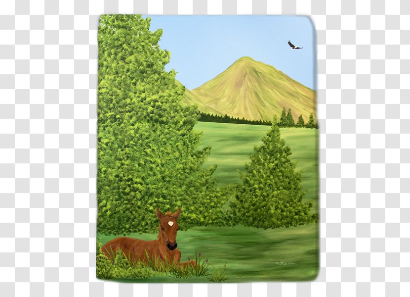 Blanket Landscape Biome National Park Grassland - Grass Family - Horse Pattern Transparent PNG