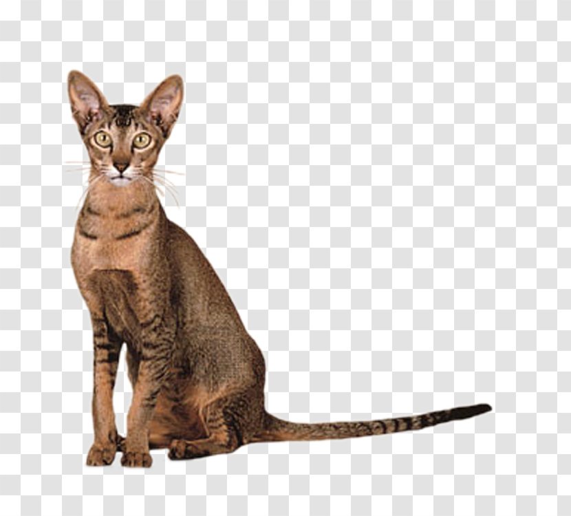 Oriental Shorthair Siamese Cat British Colorpoint Exotic - Devon Rex - Cute Transparent PNG