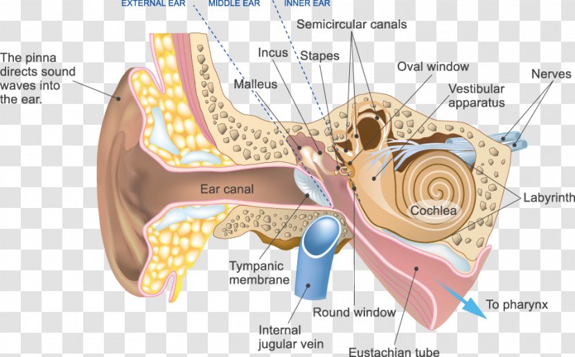 Auditory System Cochlear Nerve Outer Ear - Tree Transparent PNG