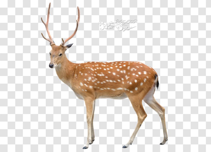 Sika Deer Stock Photography Royalty-free Chital - Mammal - Sais Poster Transparent PNG