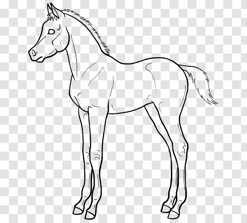Mule Arabian Horse Line Art Foal Drawing - Neck - Painting Transparent PNG