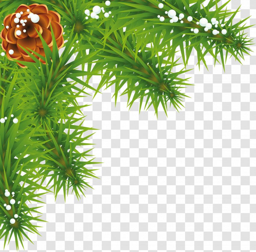 Spruce Pine Fir Evergreen Larch - Artichokes Transparent PNG