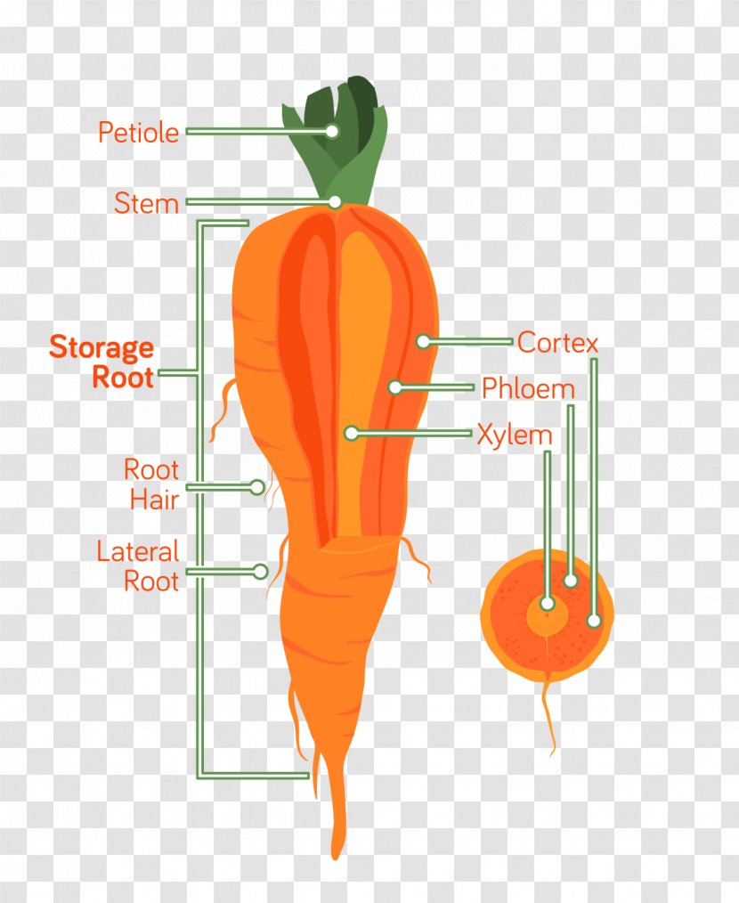 Carrot Root Anatomy Vegetable Xylem - Heart Transparent PNG