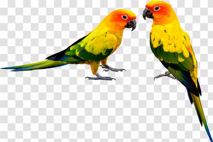 Parrot,Bako - Bird - Cockatiel Transparent PNG