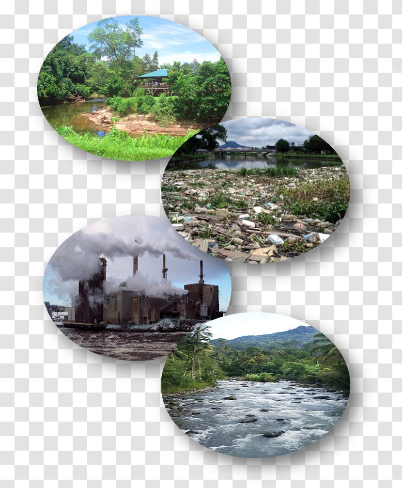 Ecosystem Water Resources Pollution Natural Environment Life - Tree Transparent PNG
