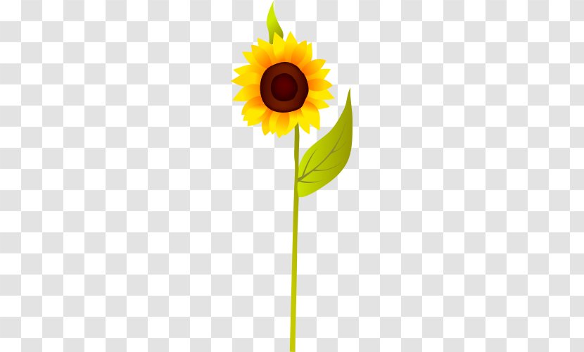 Common Sunflower Seed - Sunflowers - Bright Flowers Transparent PNG