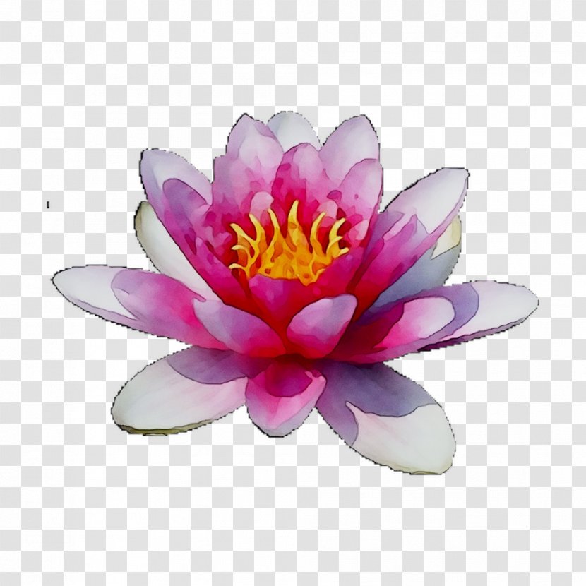 Sacred Lotus Purple - Water Lily - Flower Transparent PNG