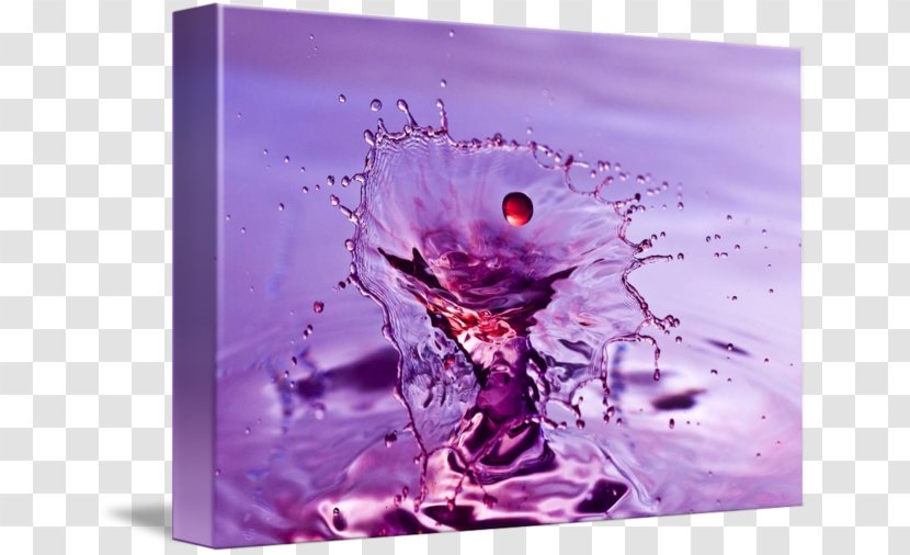 Gallery Wrap Violet Still Life Photography Water Transparent PNG