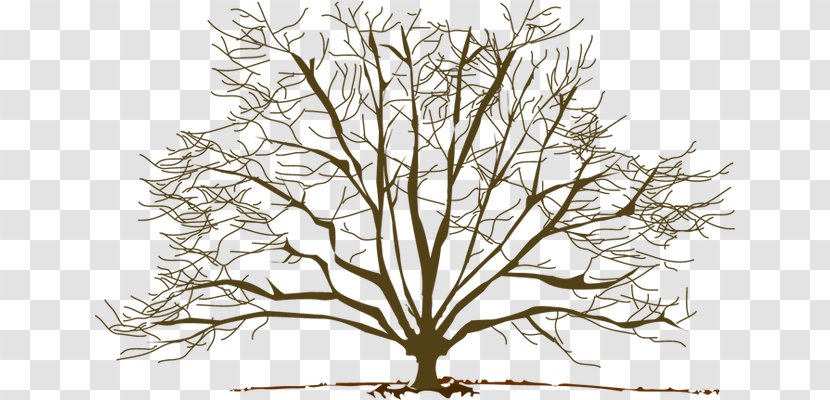 Tree Winter Branch Pine Clip Art - Plant - Cliparts Transparent PNG