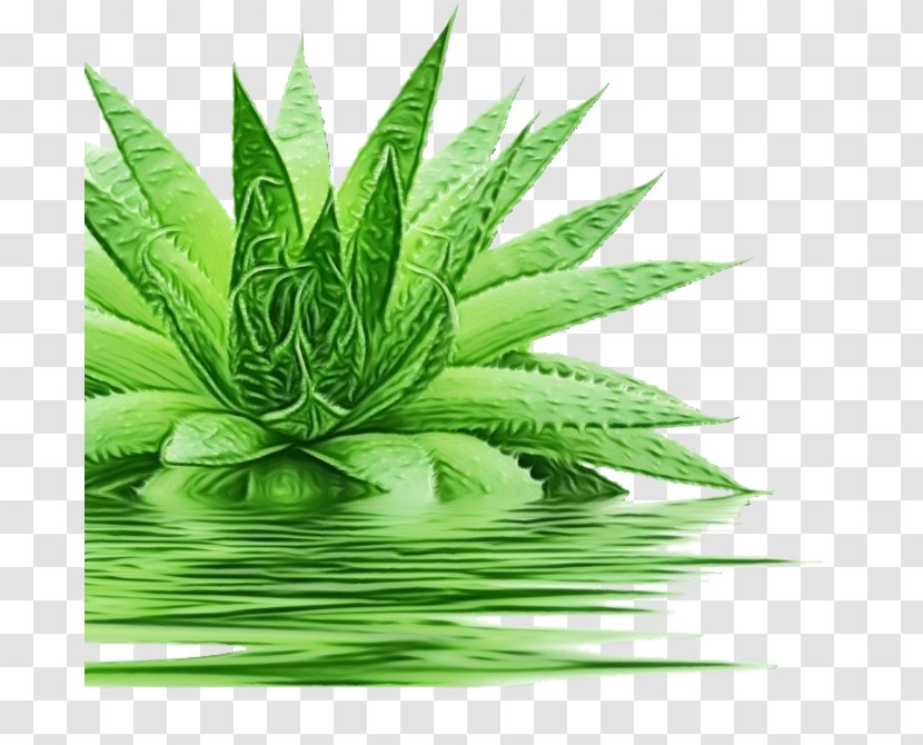 Aloe Vera Leaf - Service - Perennial Plant Succulent Transparent PNG