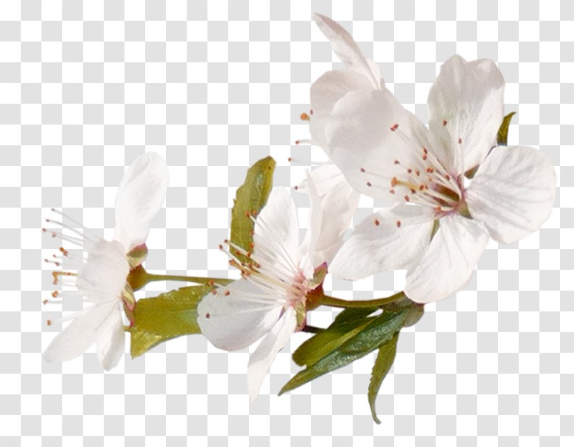 Cherry Blossom Cerasus Image Tree - Peach Transparent PNG