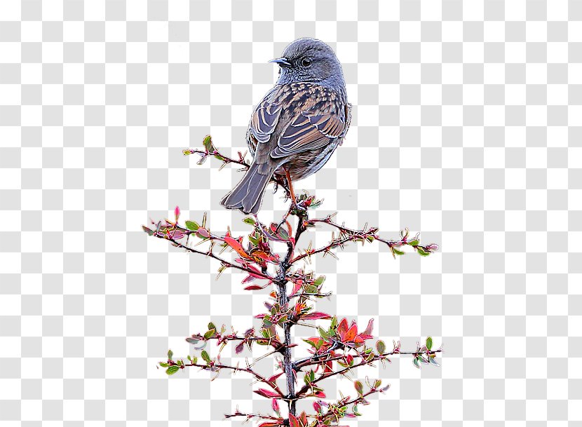 Firethorn Pyracantha Crenatoserrata Icon - Beak - Robin Standing On Rock Pipit Branches Transparent PNG