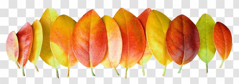 Leaf Autumn - Image Resolution - Leaves Transparent PNG