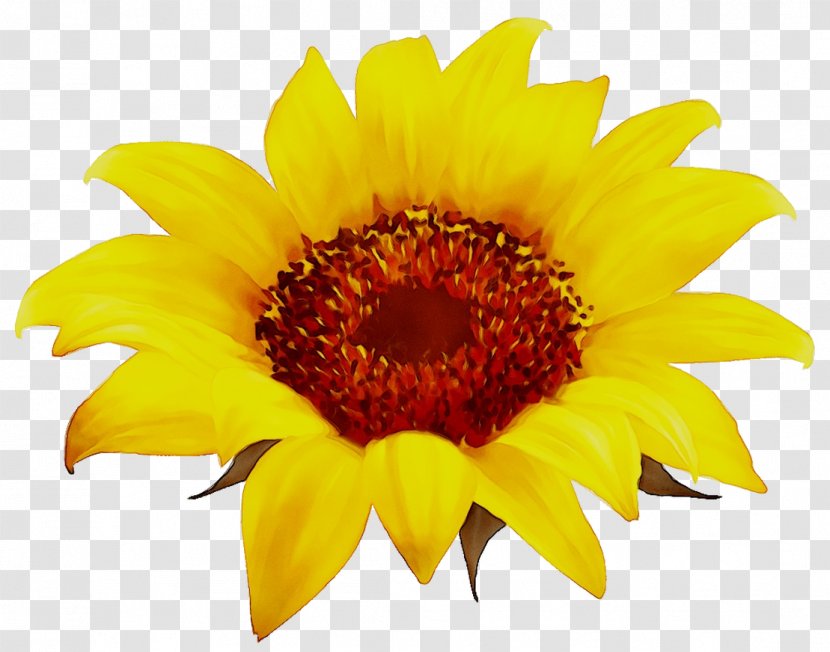 Image Clip Art Drawing - Pollen - Flower Transparent PNG