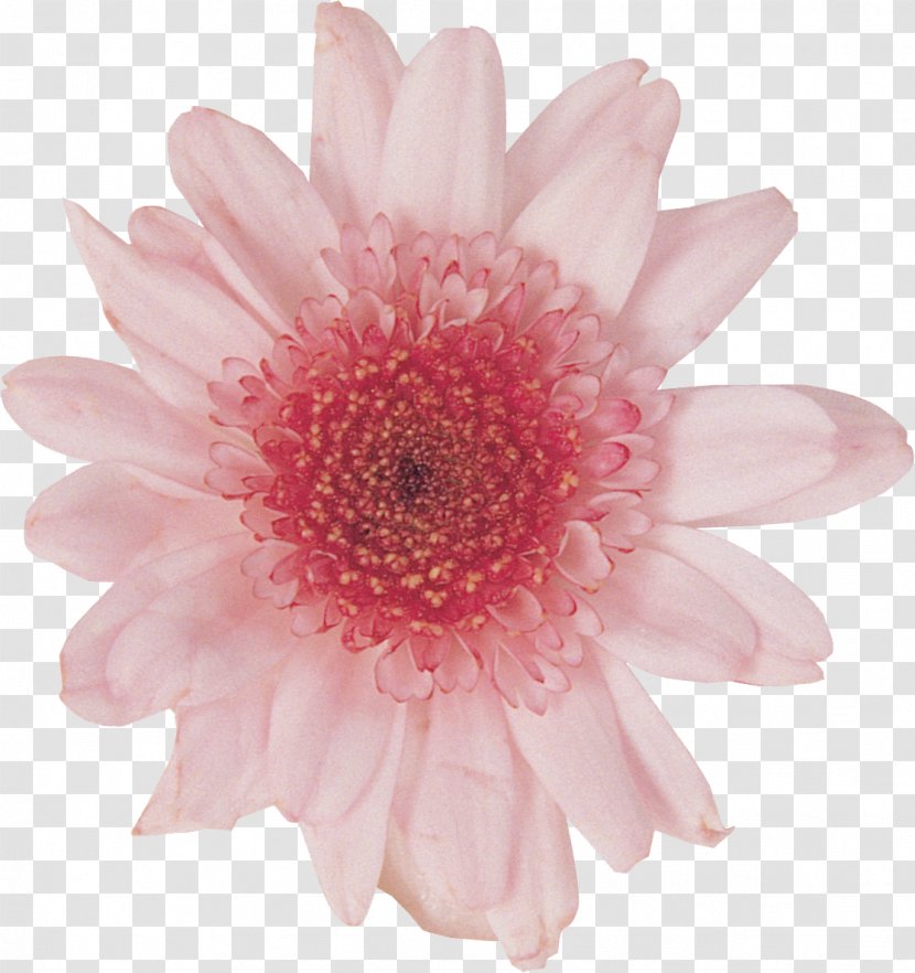Transvaal Daisy Cut Flowers White - Plant - Dahlia Transparent PNG