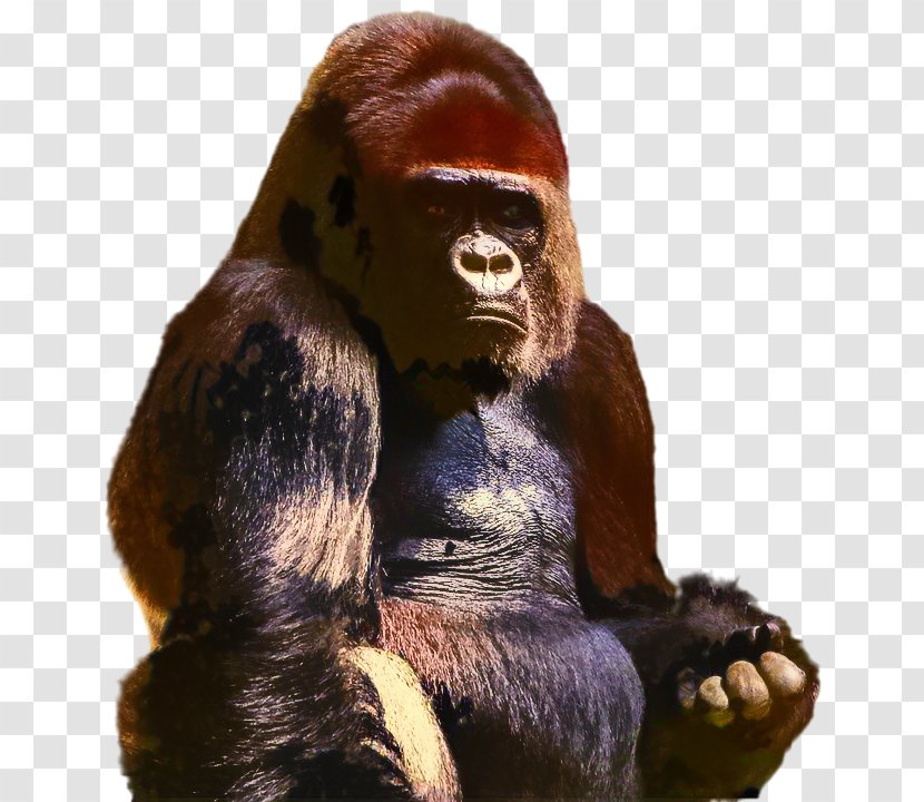 Western Gorilla Dualdgaming Reddit Video Orangutan - Games - Mammal Transparent PNG