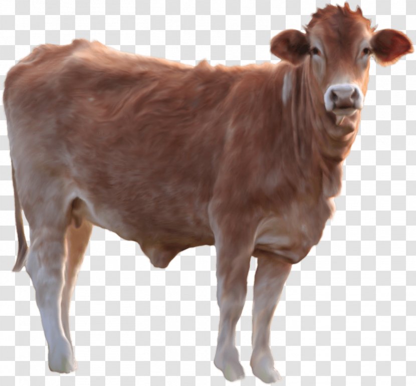 Cattle Calf - Bull - Cow Image Transparent PNG
