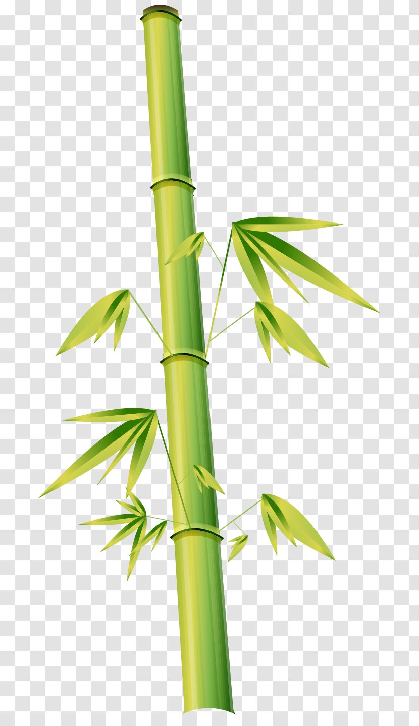 Bamboo Euclidean Vector Cartoon Illustration - Hand-painted Transparent PNG