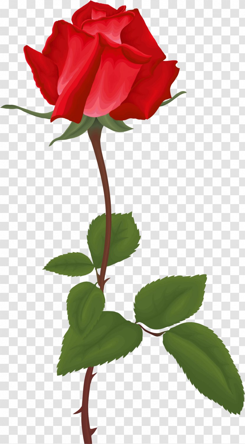 Garden Roses Clip Art - Plant - Red Rose Decorative Transparent PNG