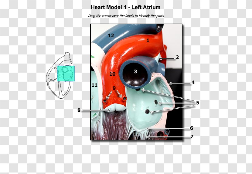 Atrium Heart Human Anatomy Circulatory System - Frame Transparent PNG