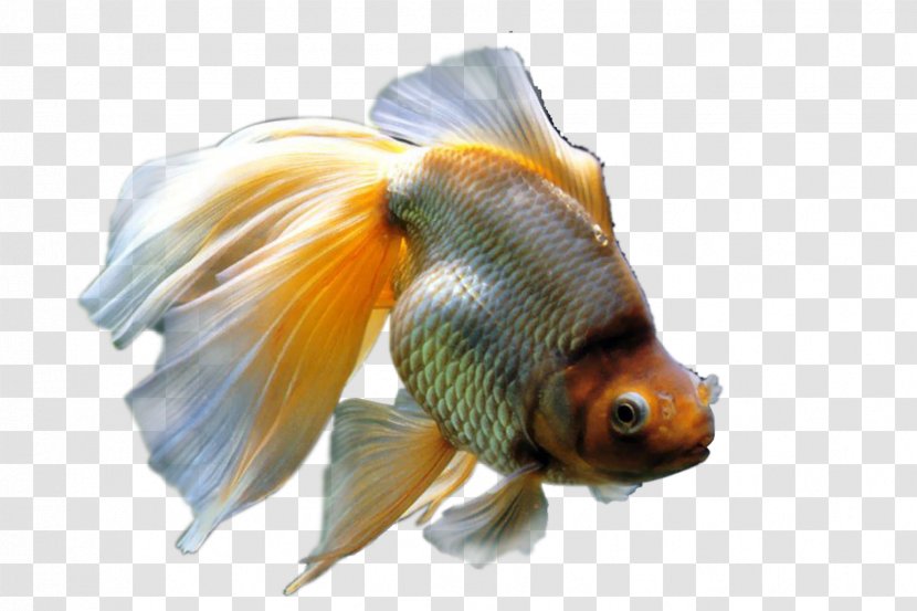 Common Goldfish Aquarium Fishkeeping - Pelletizing - Spill Transparent PNG