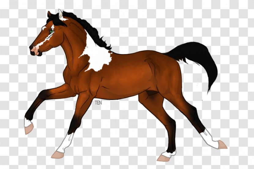 Appaloosa Chestnut Saddle Foal Pony - Minimal Tobiano Transparent PNG
