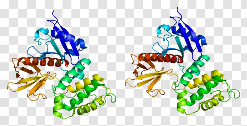 Ezrin ERM Protein Family Moesin Villin - Structure - Merlin Transparent PNG