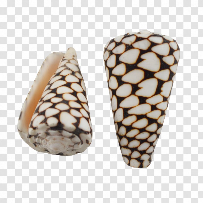 Seashell Conus Marmoreus Cone Snails Litteratus Conchology - Lambis Transparent PNG