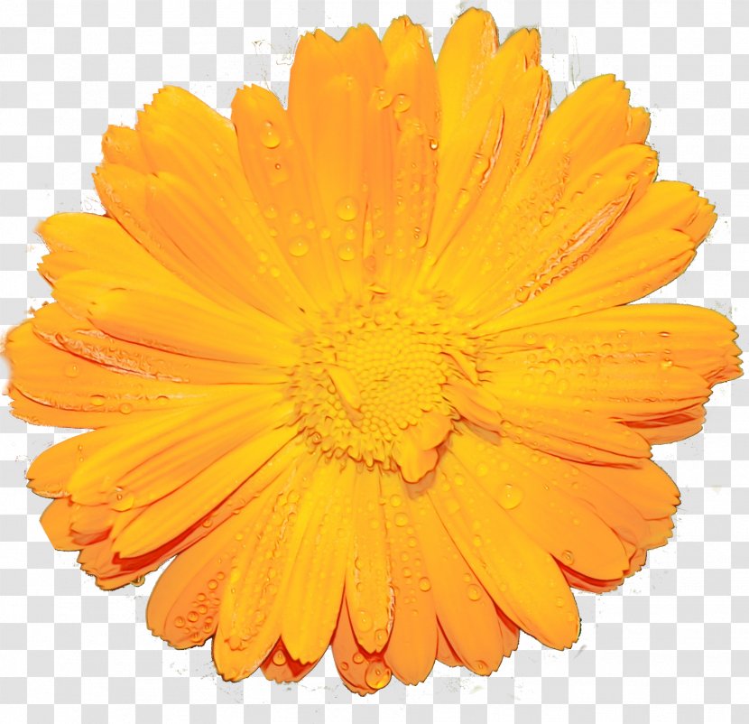 Orange - Cut Flowers - Plant Transparent PNG