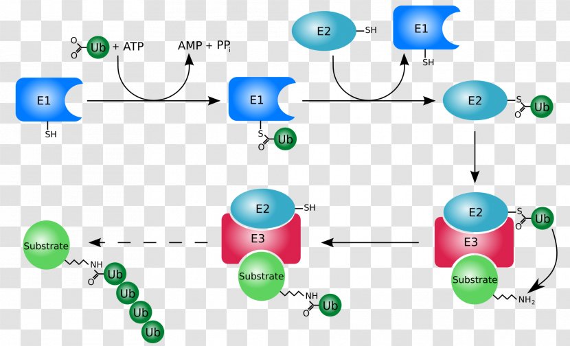 Ubiquitin Ligase Proteasome Protein Aggregation Folding - Enzyme Transparent PNG