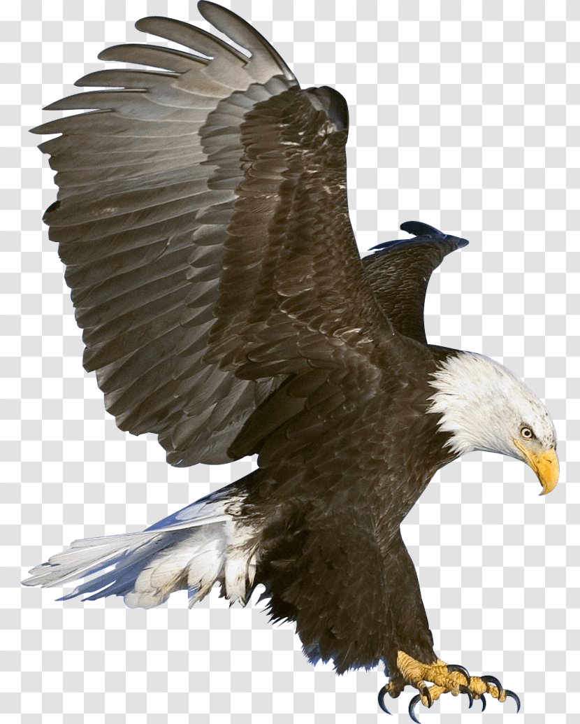 Bald Eagle Clip Art - Image Download Transparent PNG
