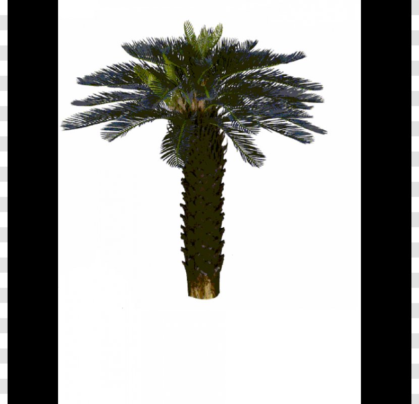 Asian Palmyra Palm Trachycarpus Fortunei Arecaceae Tree Coconut Transparent PNG