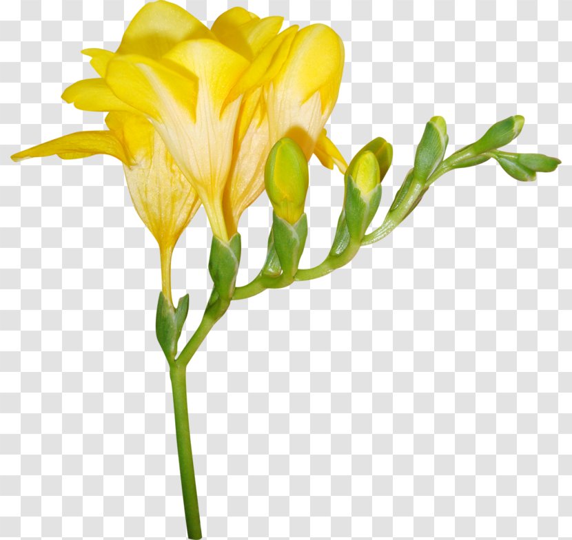 Cut Flowers Bud Plant Stem Petal - Lunar Calendar - Amber Transparent PNG