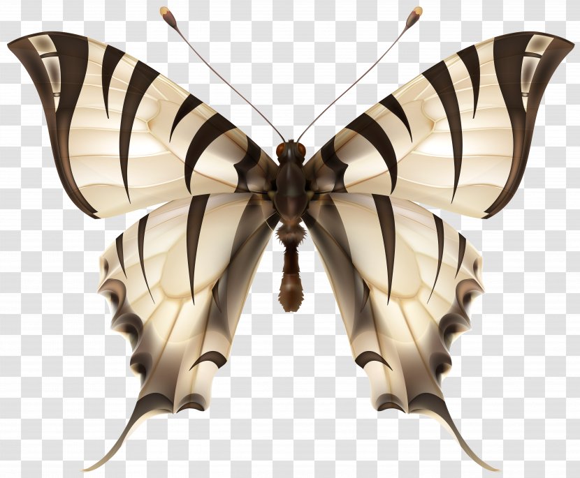 Butterfly Insect Tiger Clip Art - Invertebrate - Image Transparent PNG